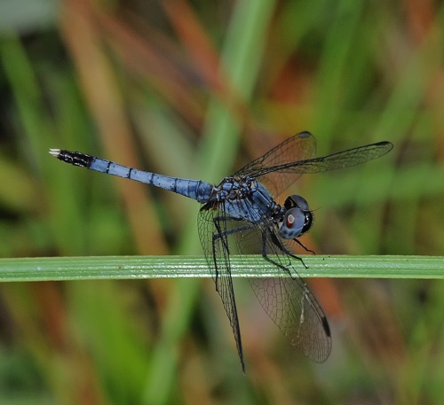 Male
2009_08_09_Brantley